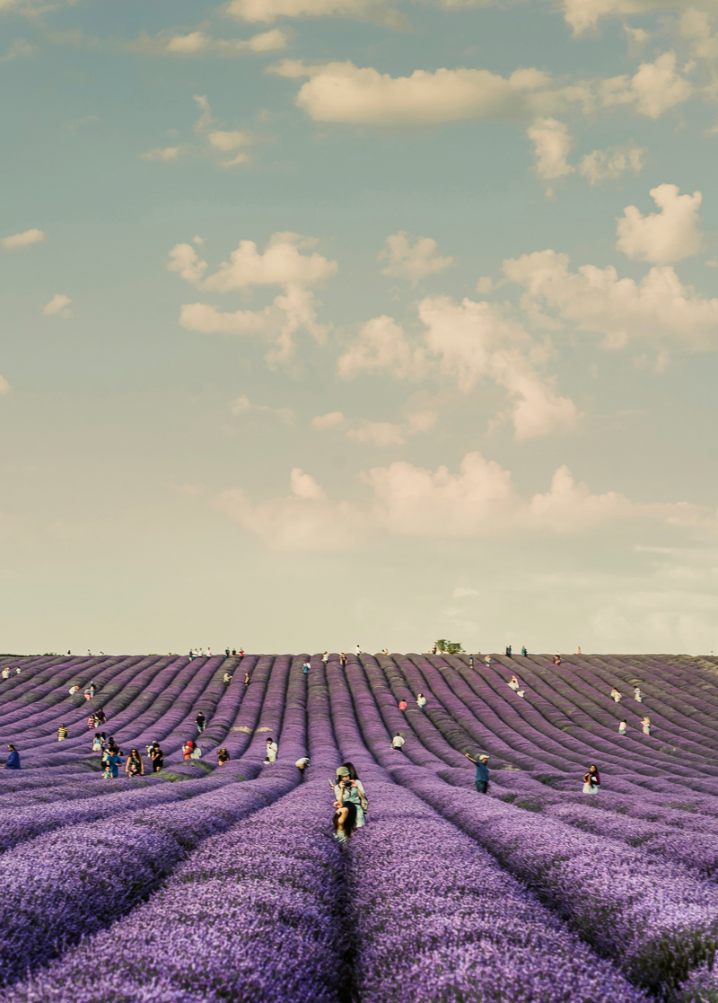 French Lavender 20 oz Liquid Hand Soap